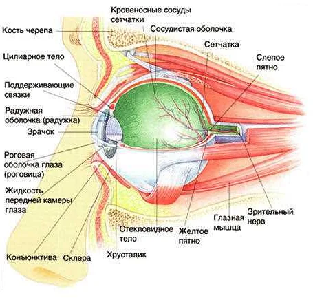 Основные структуры глазницы
