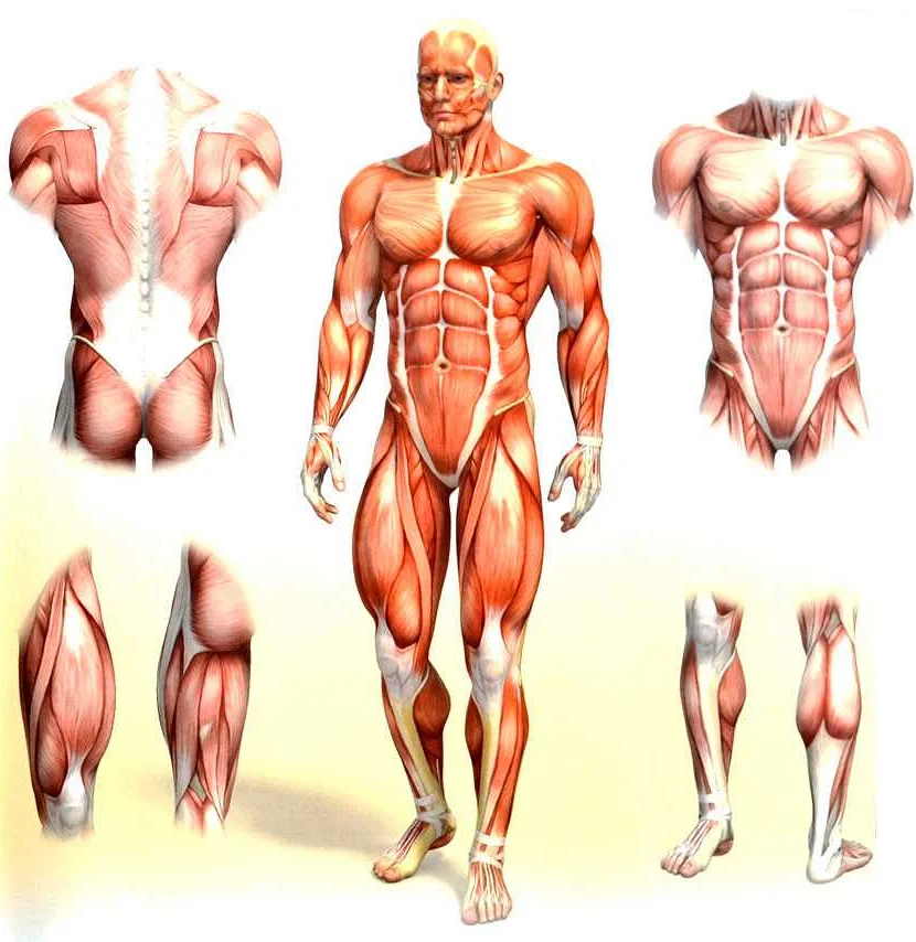 Роль мышц в организме