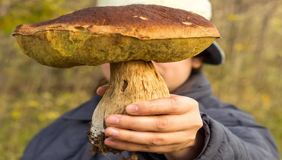 Почему грибы могут быть опасны