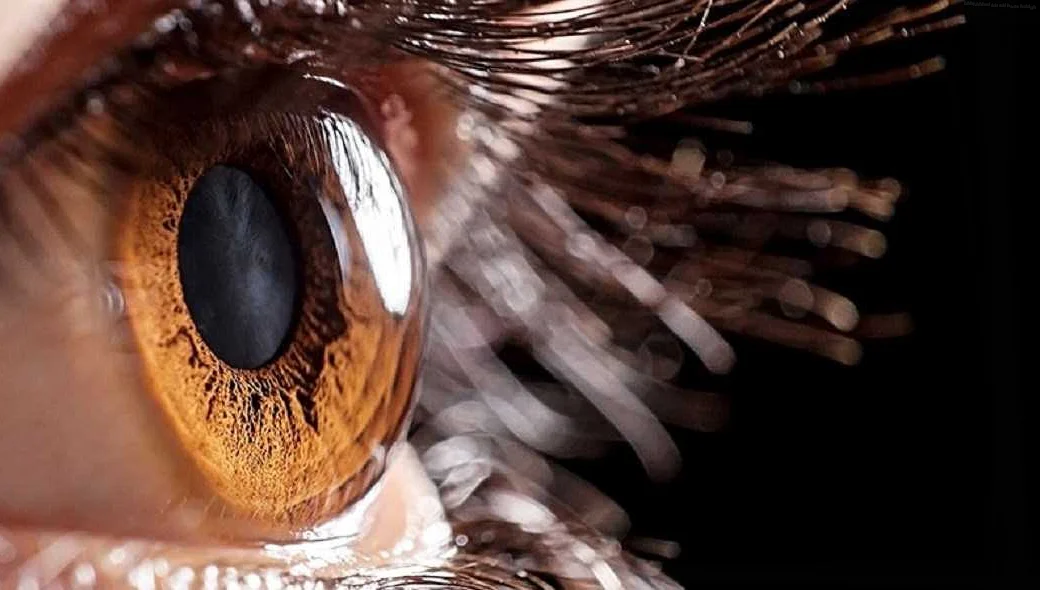 Что такое роговица глаза?