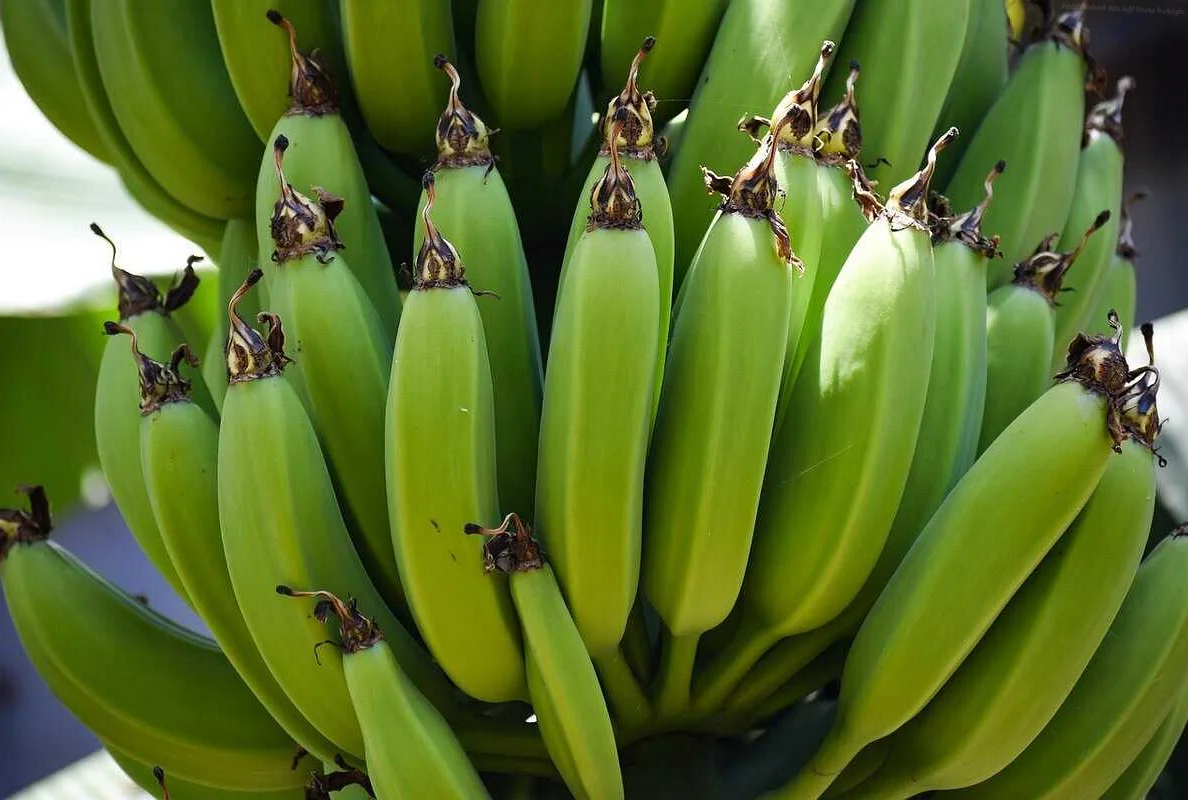 Биологически активные вещества в зеленом банане, которые способствуют похудению